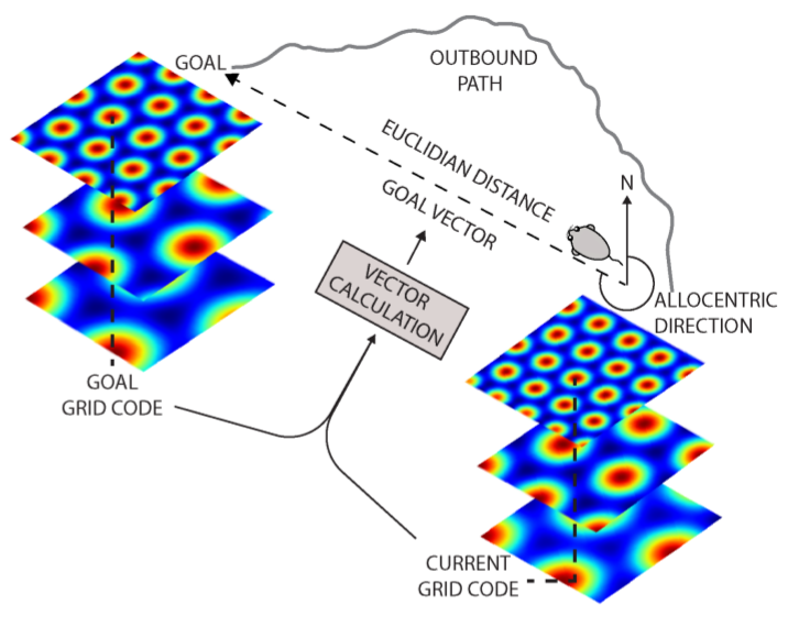 picture from https://deepmind.com/documents/201/Vector-based%20Navigation%20using%20Grid-like%20Representations%20in%20Artificial%20Agents.pdf